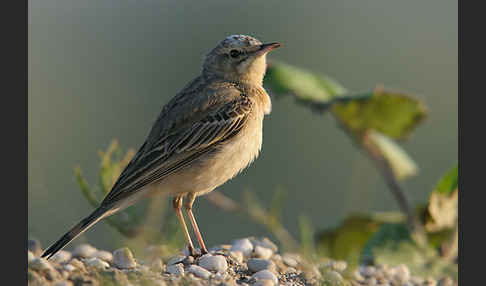 Brachpieper (Anthus campestris)