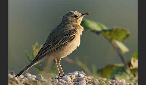 Brachpieper (Anthus campestris)