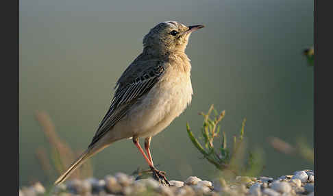 Brachpieper (Anthus campestris)