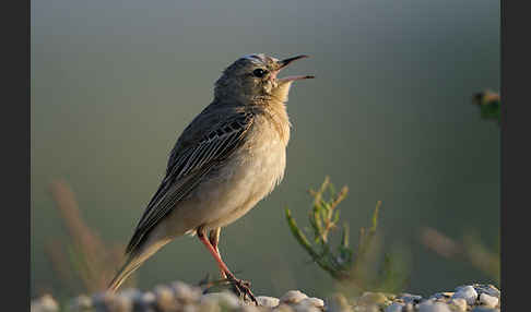 Brachpieper (Anthus campestris)