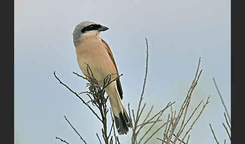 Neuntöter (Lanius collurio)