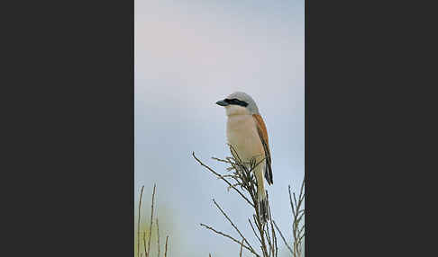 Neuntöter (Lanius collurio)