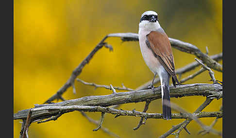 Neuntöter (Lanius collurio)