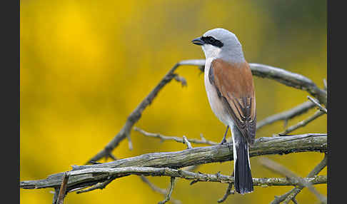 Neuntöter (Lanius collurio)