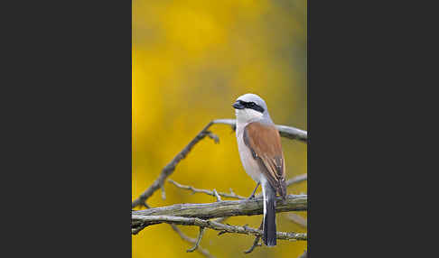 Neuntöter (Lanius collurio)