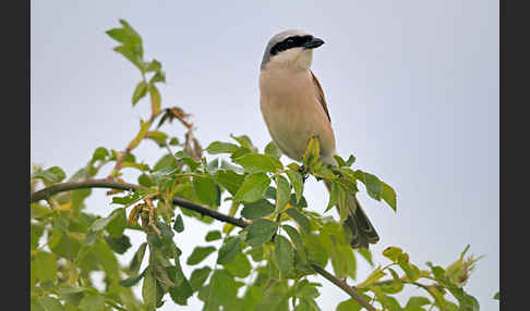 Neuntöter (Lanius collurio)