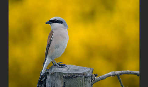 Neuntöter (Lanius collurio)