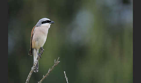 Neuntöter (Lanius collurio)