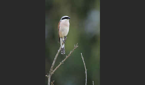 Neuntöter (Lanius collurio)