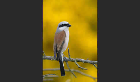 Neuntöter (Lanius collurio)