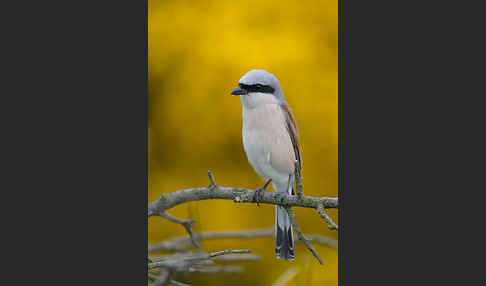 Neuntöter (Lanius collurio)