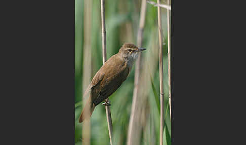 Drosselrohrsänger (Acrocephalus arundinaceus)