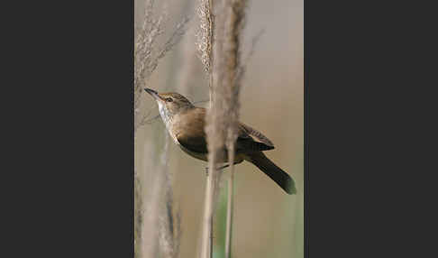 Drosselrohrsänger (Acrocephalus arundinaceus)