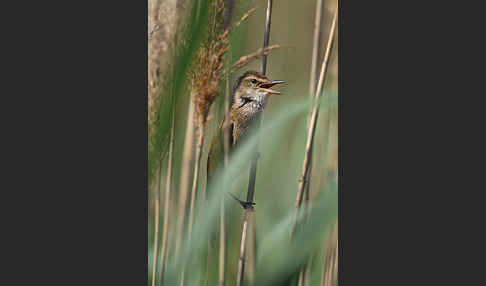 Drosselrohrsänger (Acrocephalus arundinaceus)