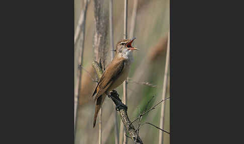 Drosselrohrsänger (Acrocephalus arundinaceus)