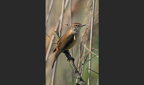 Drosselrohrsänger (Acrocephalus arundinaceus)