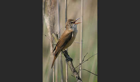 Drosselrohrsänger (Acrocephalus arundinaceus)