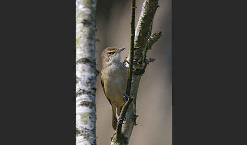 Drosselrohrsänger (Acrocephalus arundinaceus)