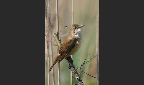 Drosselrohrsänger (Acrocephalus arundinaceus)