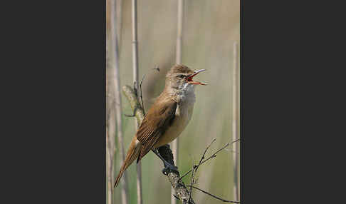 Drosselrohrsänger (Acrocephalus arundinaceus)