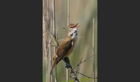 Drosselrohrsänger (Acrocephalus arundinaceus)