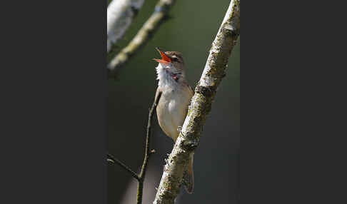 Drosselrohrsänger (Acrocephalus arundinaceus)