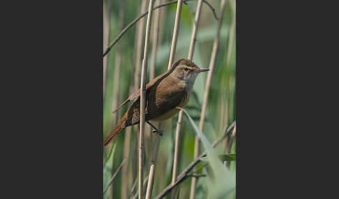 Drosselrohrsänger (Acrocephalus arundinaceus)