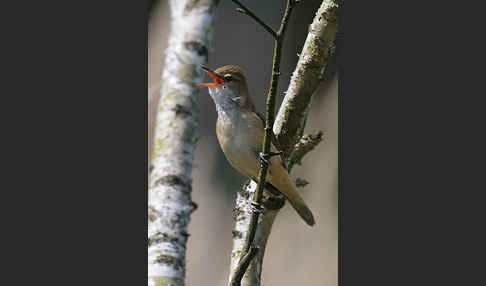 Drosselrohrsänger (Acrocephalus arundinaceus)