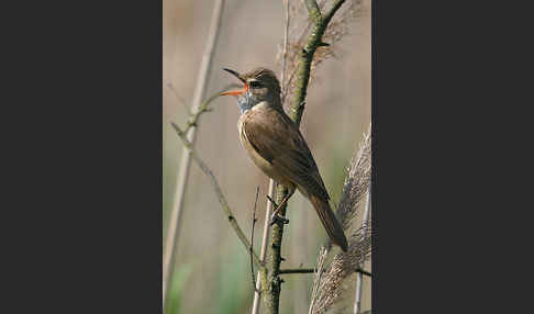 Drosselrohrsänger (Acrocephalus arundinaceus)