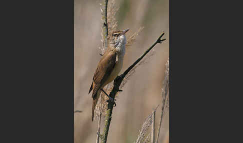 Drosselrohrsänger (Acrocephalus arundinaceus)