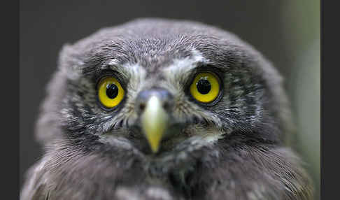 Sperlingskauz (Glaucidium passerinum)