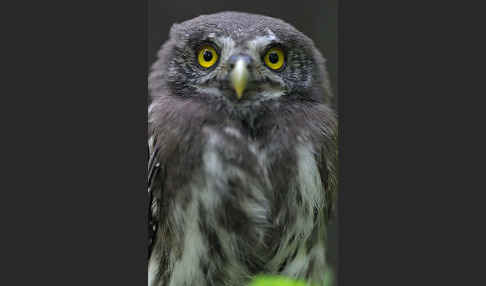 Sperlingskauz (Glaucidium passerinum)