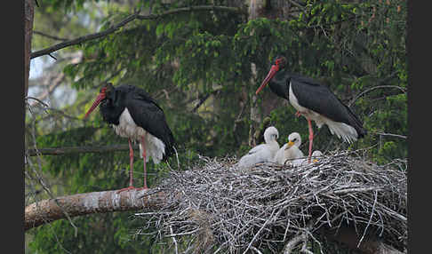 Schwarzstorch (Ciconia nigra)