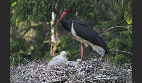 Schwarzstorch (Ciconia nigra)