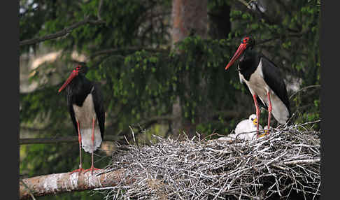 Schwarzstorch (Ciconia nigra)