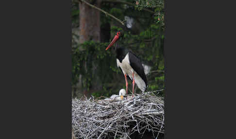 Schwarzstorch (Ciconia nigra)