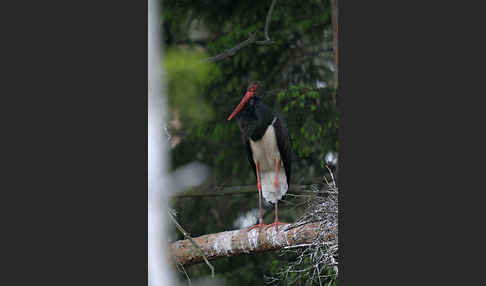 Schwarzstorch (Ciconia nigra)