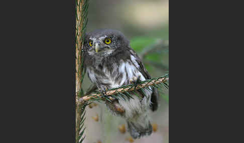 Sperlingskauz (Glaucidium passerinum)