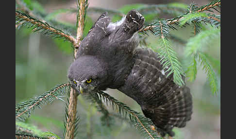 Sperlingskauz (Glaucidium passerinum)