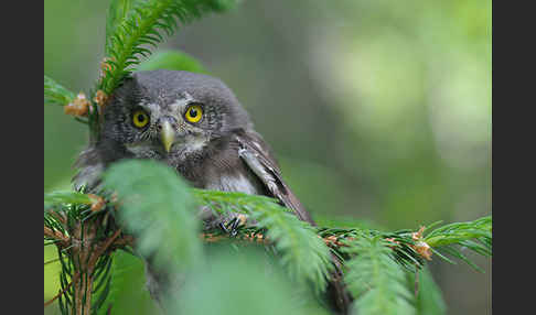 Sperlingskauz (Glaucidium passerinum)