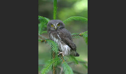 Sperlingskauz (Glaucidium passerinum)