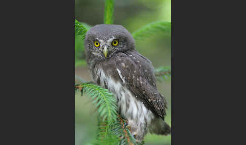 Sperlingskauz (Glaucidium passerinum)