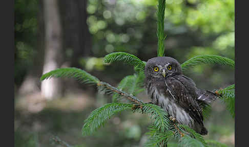 Sperlingskauz (Glaucidium passerinum)