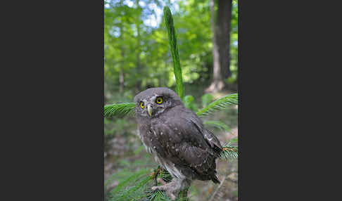 Sperlingskauz (Glaucidium passerinum)