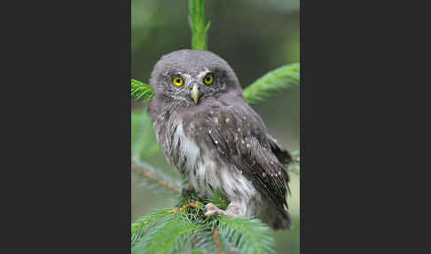 Sperlingskauz (Glaucidium passerinum)