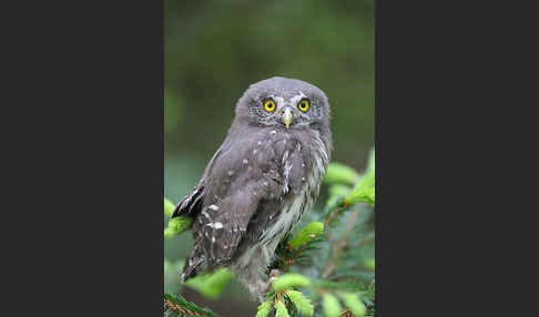 Sperlingskauz (Glaucidium passerinum)