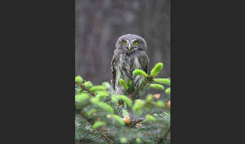 Sperlingskauz (Glaucidium passerinum)