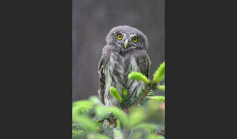 Sperlingskauz (Glaucidium passerinum)