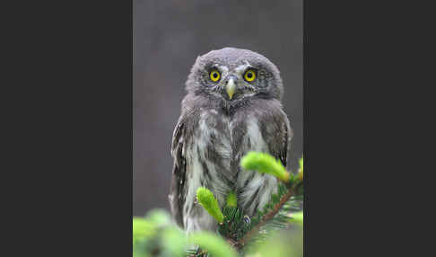 Sperlingskauz (Glaucidium passerinum)