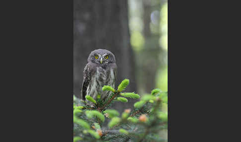 Sperlingskauz (Glaucidium passerinum)